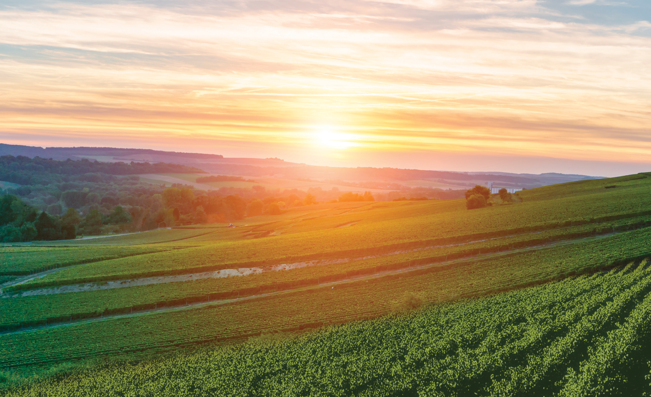 vue des vignes